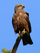 Black Kite