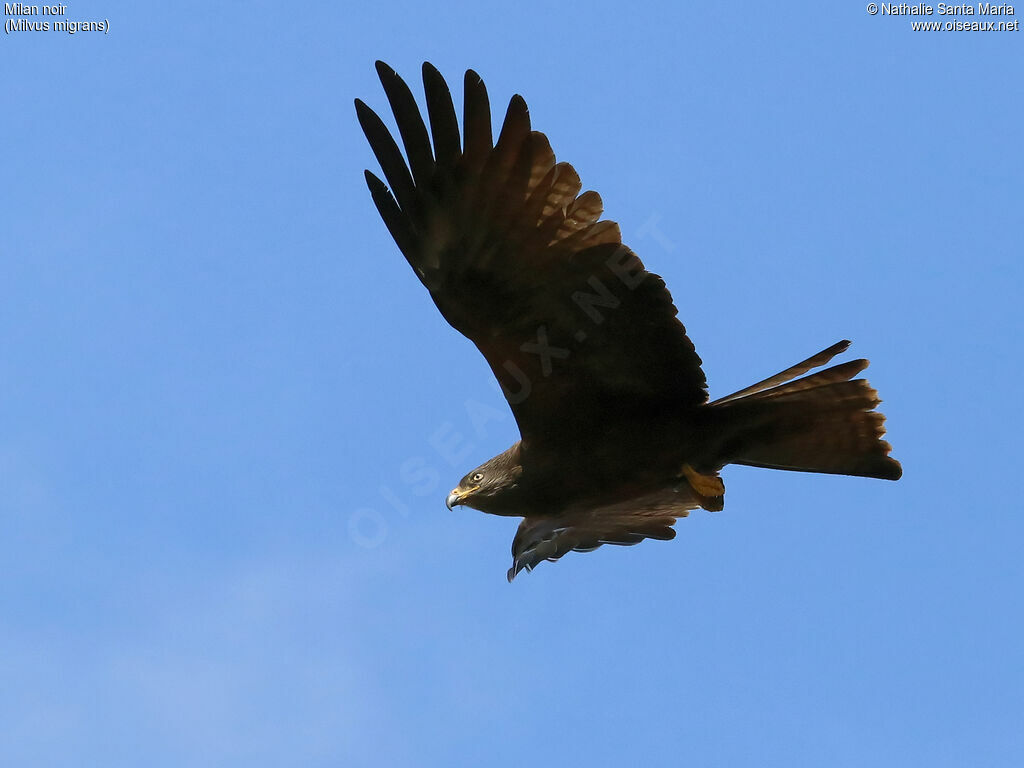 Black Kiteadult, identification, Flight, Behaviour