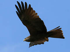 Black Kite