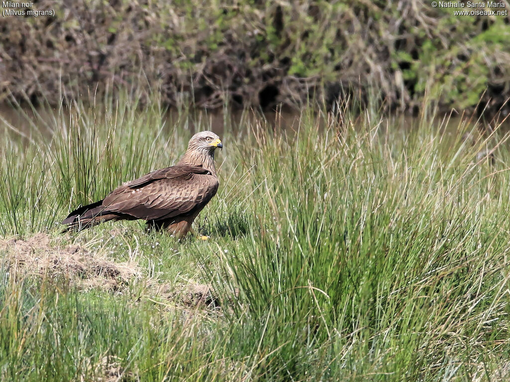 Milan noiradulte, identification, habitat, pêche/chasse, Comportement