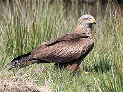 Black Kite