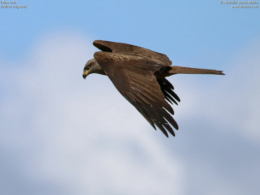 Black Kiteadult, identification, Flight, Behaviour