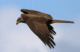 Black Kite