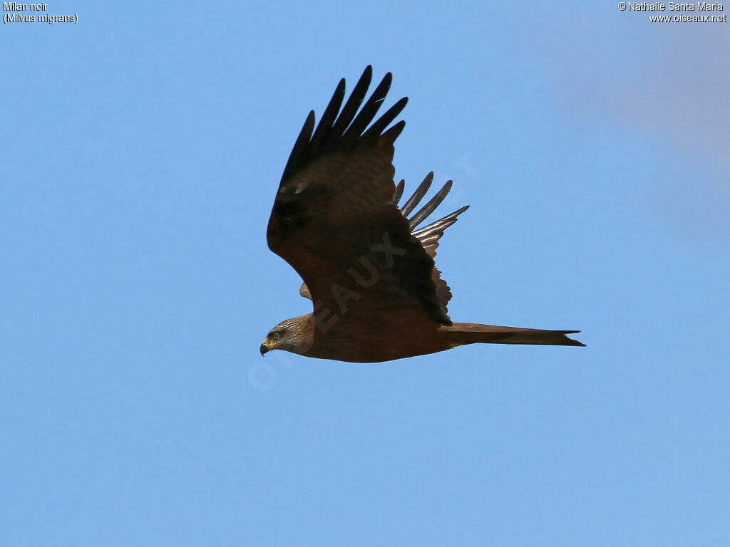 Black Kiteadult, identification, Flight, Behaviour