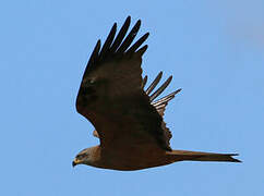 Black Kite