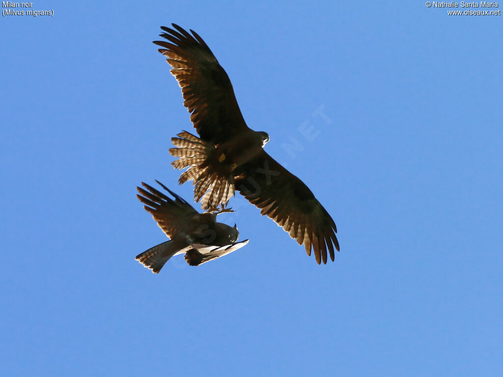 Black Kiteadult, Flight, courting display