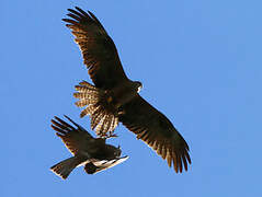 Black Kite