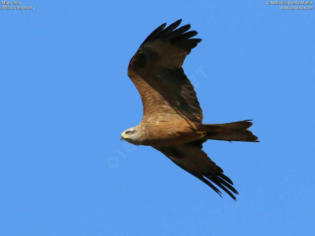 Black Kiteadult, Flight