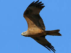 Black Kite