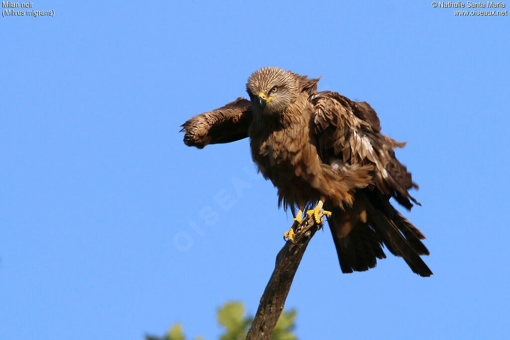 Black Kiteadult, identification, care, Behaviour