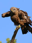 Black Kite