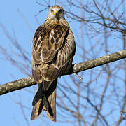 Red Kite