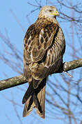 Red Kite