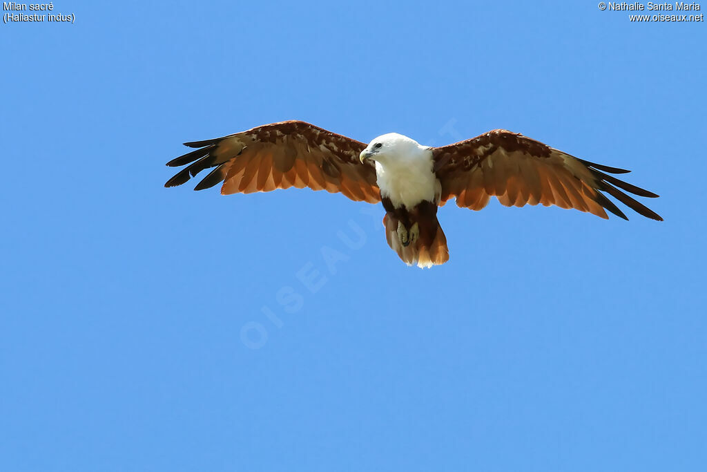 Brahminy Kiteadult, Flight