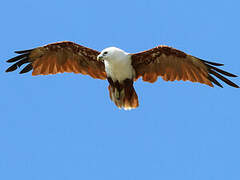 Brahminy Kite