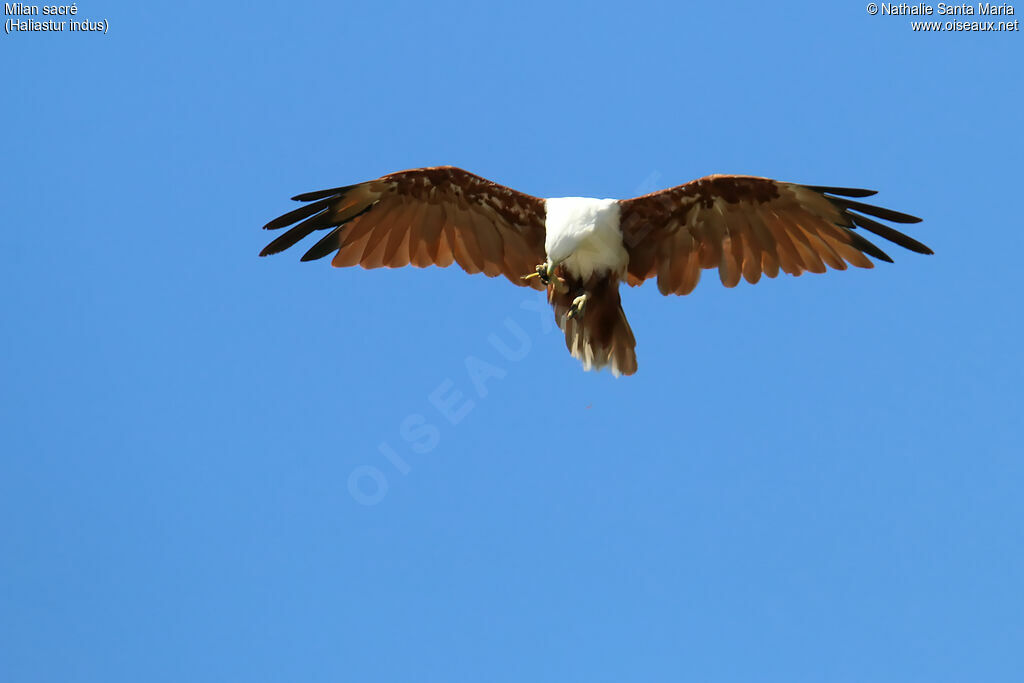 Brahminy Kiteadult, Flight, eats