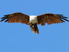 Brahminy Kite