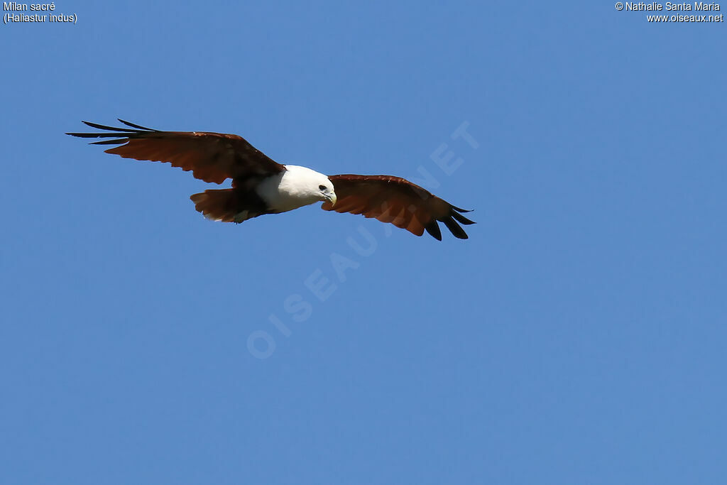 Brahminy Kiteadult, Flight