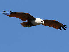 Brahminy Kite