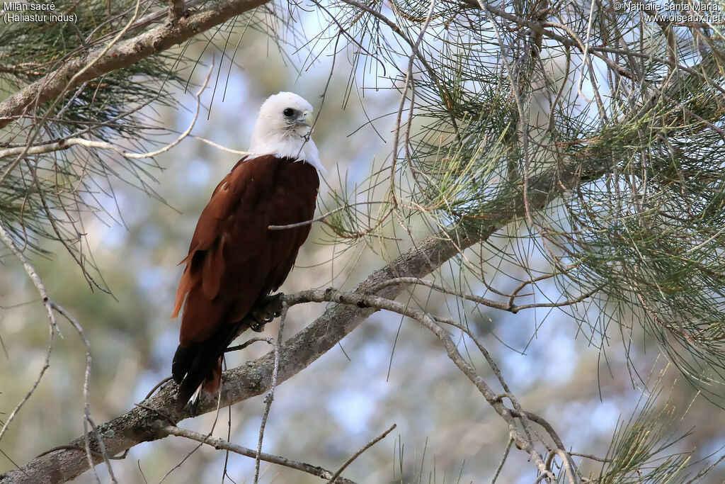 Brahminy Kiteadult, identification