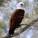 Milan sacré