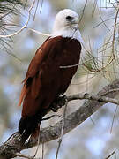 Brahminy Kite