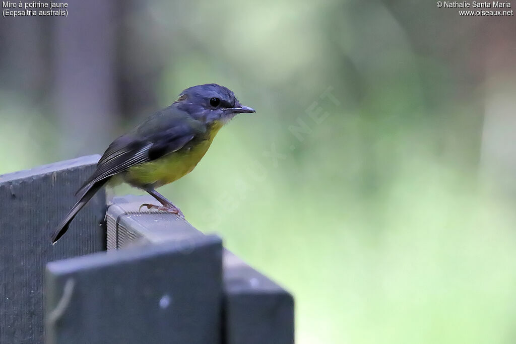 Miro à poitrine jaune, identification