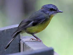 Eastern Yellow Robin