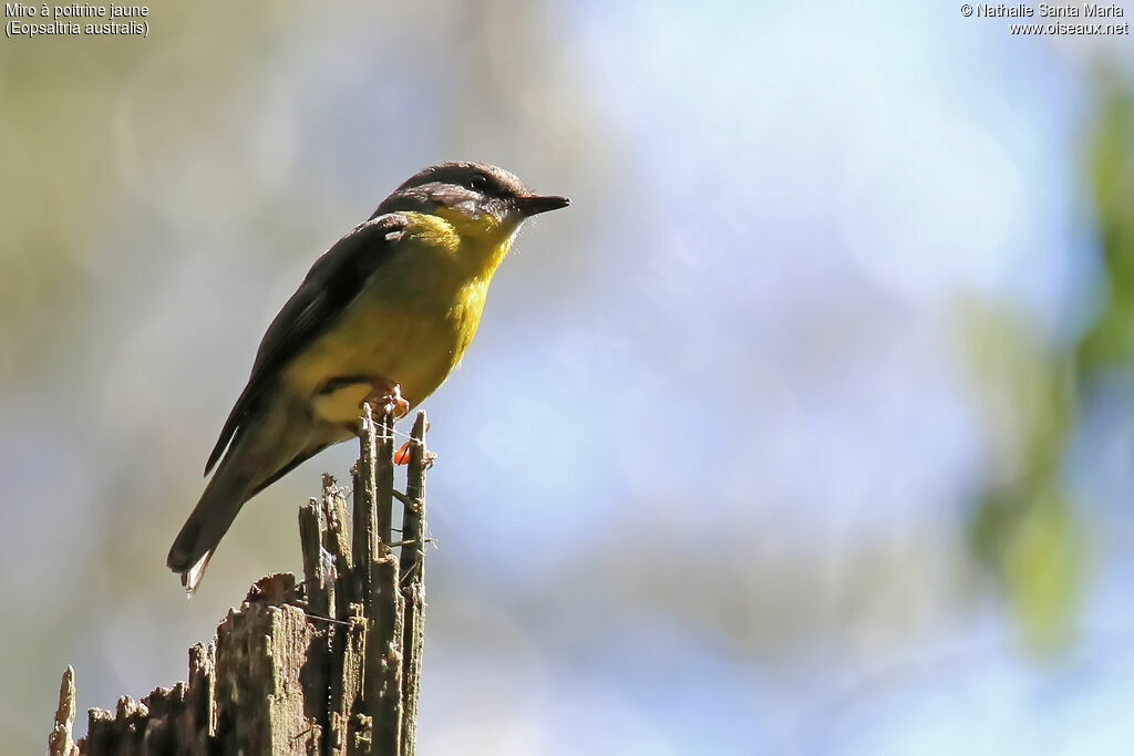 Eastern Yellow Robinadult, identification