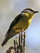 Eastern Yellow Robin