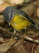 Eastern Yellow Robin