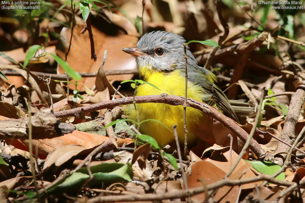 Eastern Yellow Robinimmature, identification, care