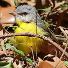 Miro à poitrine jaune