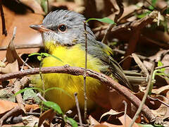 Eastern Yellow Robin