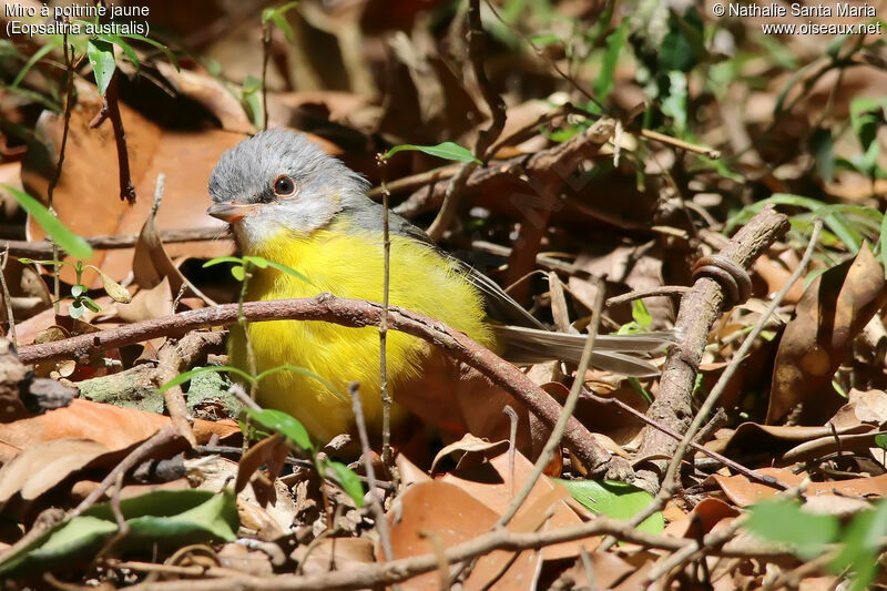 Eastern Yellow Robinimmature, identification, care