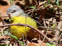 Eastern Yellow Robin