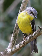 Eastern Yellow Robin