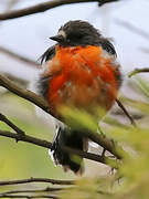 Flame Robin