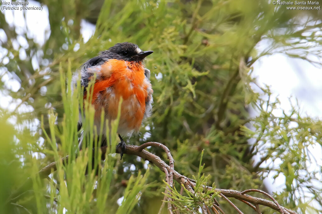 Flame Robin male adult, identification