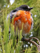 Flame Robin