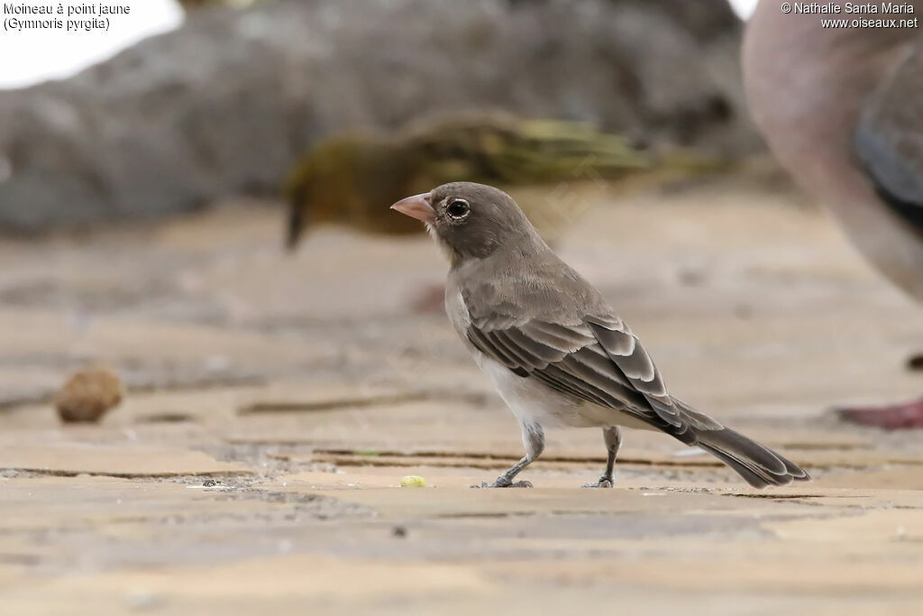 Moineau à point jauneadulte, identification