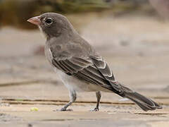 Yellow-spotted Bush Sparrow