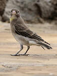 Moineau à point jaune