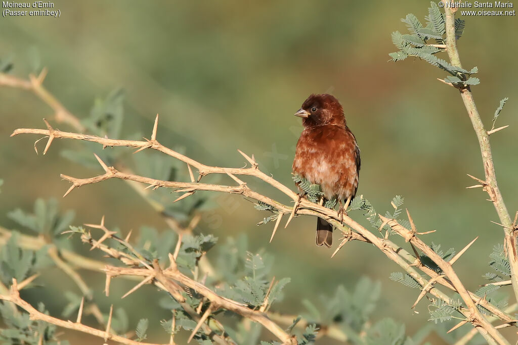 Moineau d'Emin mâle adulte, identification, habitat