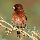Moineau d'Emin