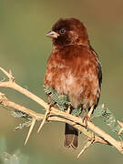 Chestnut Sparrow