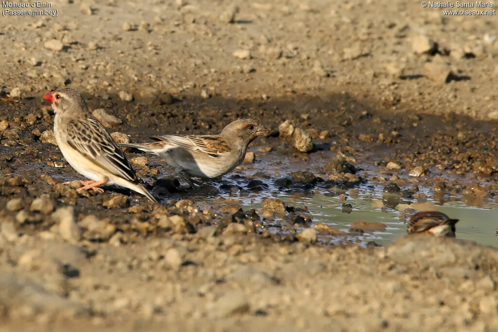 Chestnut Sparrow female, identification, habitat, drinks