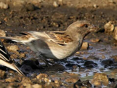 Chestnut Sparrow