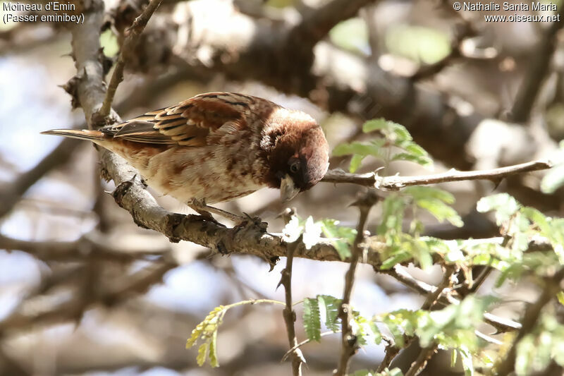 Chestnut Sparrow male immature, identification, habitat