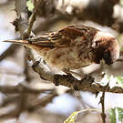Moineau d'Emin